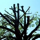 crown-thinning