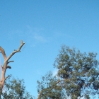 pollarding-tree-surgeon-lg