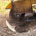 stump-grinding-service-kent-lg