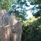 tree-felling-services-kent-lg