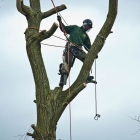 pollarding-service-in-kent-0352