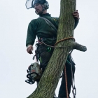 pollarding-service-in-kent-0460